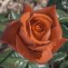 Rosier TERRACOTTA ® Simchoca
