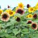 Tournesol Beauté d’Automne varié