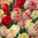 Tulipes Darwin Silver Stream