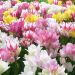 Tulipes pluriflores Mélange Bouquet