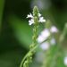 Verveine officinale