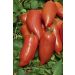 Plant de tomate Licorna F1 (type Andine Cornue) greffé