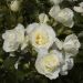 Rosier demi-tige White MEILOVE ® Meifarigou MEILLAND RICHARDIER