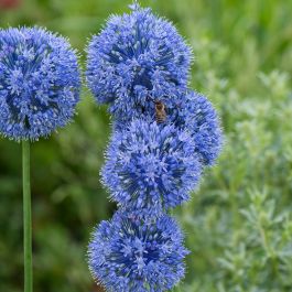 Bulbes D'Allium Azureum - 15 Pièces - Fleurs Bleues Uniques Pour Jardin - Floraison Garantie