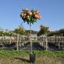Rosier tige en pot de 6L