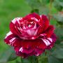 Rosier buisson JULIO IGLESIAS ® Meistemon fleur