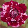 Rosier JULIO IGLESIAS ® Meistemon 