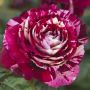 Rosier Tige JULIO IGLESIAS ® Meistemon