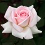 Rosier Tige PRINCE JARDINIER ® Meitroni 
