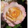 Rosier Tige PIERRE TCHERNIA ® Meimouvie