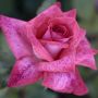 Rosier PIERRE CARDIN ® Meilolipo