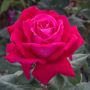 Rosier ELEGANCE Française ® Meithatie