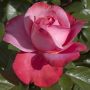 Rosier DRAKKAR ® Meikolyma
