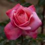 Rosier DRAKKAR ® Meikolyma