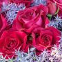 Rosier BELLES RIVES ® Meizolnil