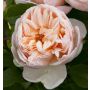 Rosier Belle ROMANTICA ® Meigapencey