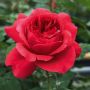 Rosier RUBAN ROUGE ® Meiprehmyr