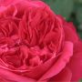 Rosier RUBAN ROUGE ® Meiprehmyr