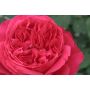 Rosier RUBAN ROUGE ® Meiprehmyr
