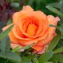 Rosier LOUIS DE FUNES ® Meirestif fleurs