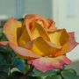 Rosier Mme A. Meilland