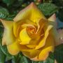 Rosier Mme A. Meilland