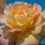 Rosier Mme A. Meilland