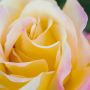 Rosier Mme A. Meilland