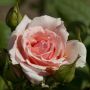 Rosier DONATELLA ® Meikerira