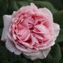Rosier DONATELLA ® Meikerira