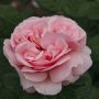 Rosier DONATELLA ® Meikerira