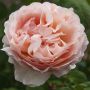 Rosier PRINCESSE CHARLENE DE MONACO ® Meidysouk