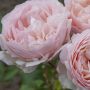 Rosier PRINCESSE CHARLENE DE MONACO ® Meidysouk