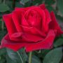 Rosier buisson JUBILÉ PAPA MEILLAND ® Meiceazar