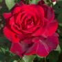 Rosier buisson JUBILÉ PAPA MEILLAND ® Meiceazar