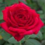 Rosier buisson JUBILÉ PAPA MEILLAND ® Meiceazar