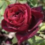 Rosier PAPA MEILLAND ® Meicesar