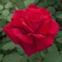 Rosier VICTOR HUGO ® Meivestal