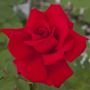 Rosier VICTOR HUGO ® Meivestal