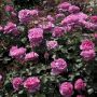 Rosier YVES PIAGET ® Meivildo