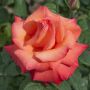 Rosier Tige CHRISTOPHE COLOMB ® Meironsse
