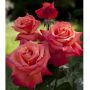 Rosier Tige CHRISTOPHE COLOMB ® Meironsse