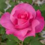 Rosier THE Mc CARTNEY ROSE ® Meizeli