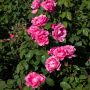 Rosier THE Mc CARTNEY ROSE ® Meizeli en situation