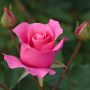 Rosier THE Mc CARTNEY ROSE ® Meizeli