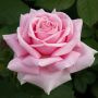 Rosier FREDERIC MISTRAL ® Meitebros