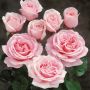 Rosier FREDERIC MISTRAL ® Meitebros