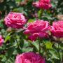 Rosier Tige CAPRICE DE MEILLAND ® Meisionver