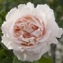 Rosier ANDRE LE NOTRE ® Meiceppus