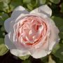 Rosier ANDRE LE NOTRE ® Meiceppus